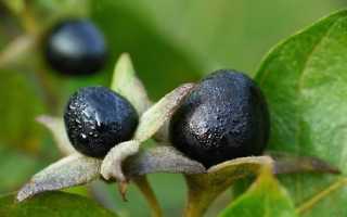 Нужны ли беременным свечи с красавкой перед родами?