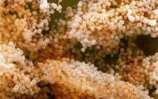 Симптомы и лечение золотистого стафилококка у грудничка