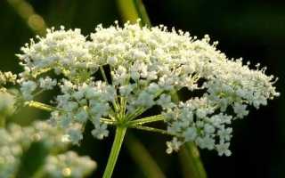 Анис при беременности, исключаем из рациона опасные пряности