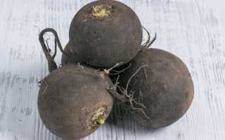 Редька при беременности: советы по употреблению корнеплода