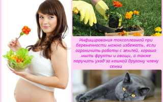 Чем опасен токсоплазмоз во время беременности и как его лечить