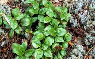 Боровая матка для стимуляции беременности, правила приема