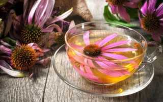 Эхинацея при беременности – помощь или опасность?
