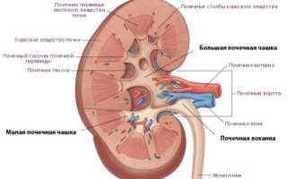 Опасно ли, если лоханка почки у плода расширена?