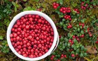 Брусника при беременности, вводим в меню полезную ягоду