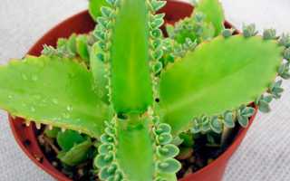 Каланхоэ при беременности: лечим насморк соком растения