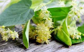 Липовый чай при беременности — природное лекарство