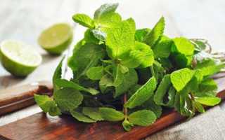 Чай с мятой при беременности: польза и вред напитка