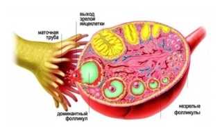 Почему фолликул не растет? Причины и последствия данной проблемы. Фолликулы в яичниках: норма и отклонения при созревании