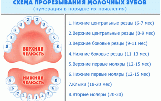 Как прорезываются зубки у грудничков?