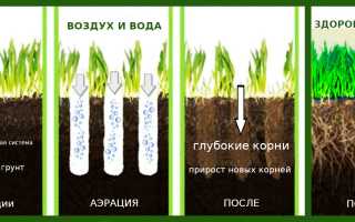 Как правильно вырастить газон: полезные советы по выбору и уходу