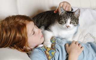 Лучшие породы кошек для семьи с детьми