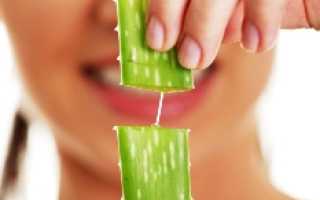 Алоэ при беременности, опасный «лекарь с подоконника»