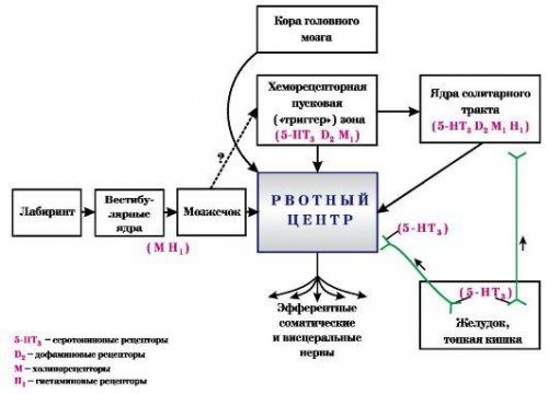 Механизм образования рвоты