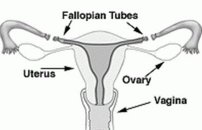 перевязывание маточных труб как перевязывают маточные трубы
