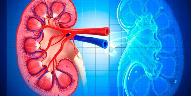 Почка человека в разрезе