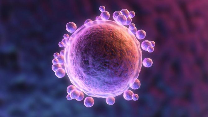 рождение яйцеклетки