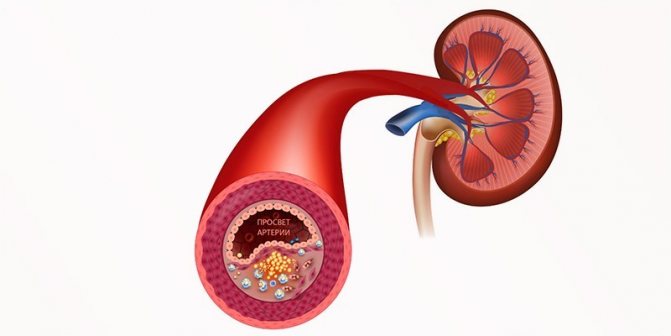 Схема кровоснабжения почки