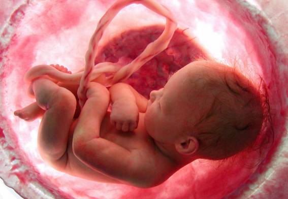 ребенок в утробе матери