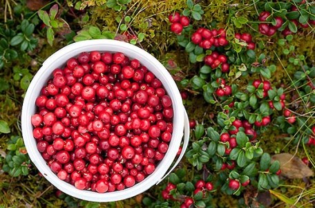 польза брусники  ягоды брусники