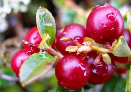 вред брусники при беременности опасность брусники