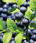 полезных свойствах черники