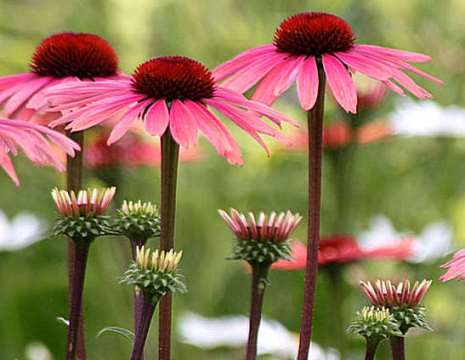 применение растения