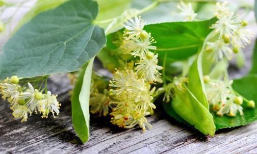 польза липового цвета липовый цвет