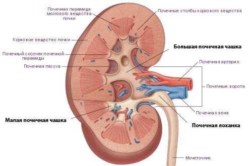 строение почки