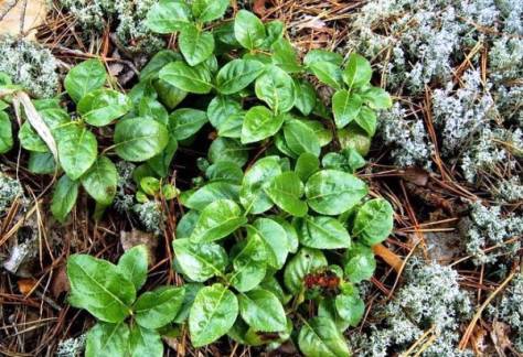 как растет растение