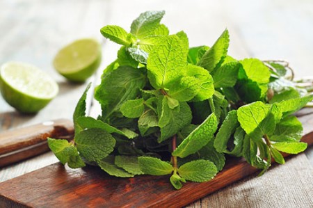 полезные свойства мяты мята перечная
