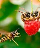 ребенка укусила оса