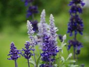 применять шалфей при беременности