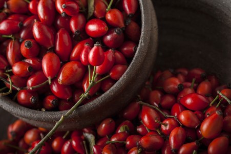 польза шиповника