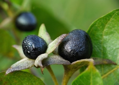 белладонна