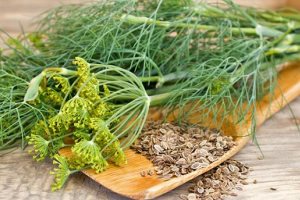 укроп пахучий