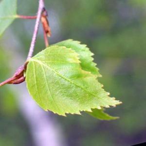 Осиновый лист от лямблиоза